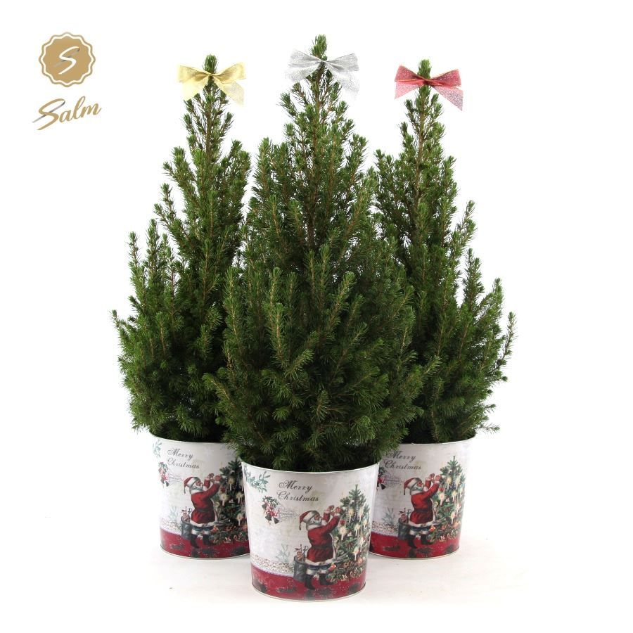 Picea gl. 'December'® P19 in Zinc Santa + Bow Mix, D 21 cm