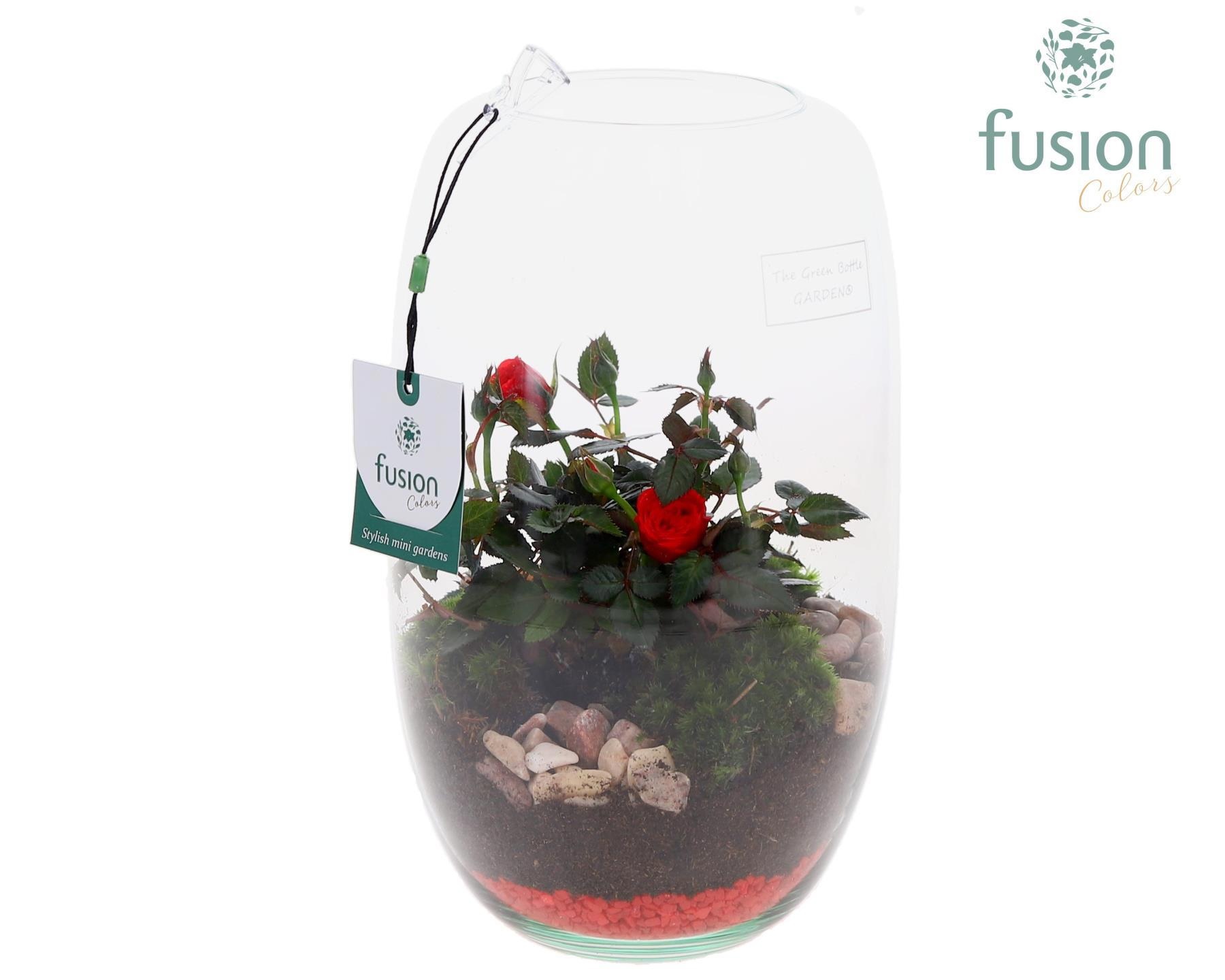 Green Bottle Love, Isabella Medium met Potroos D15, D 15