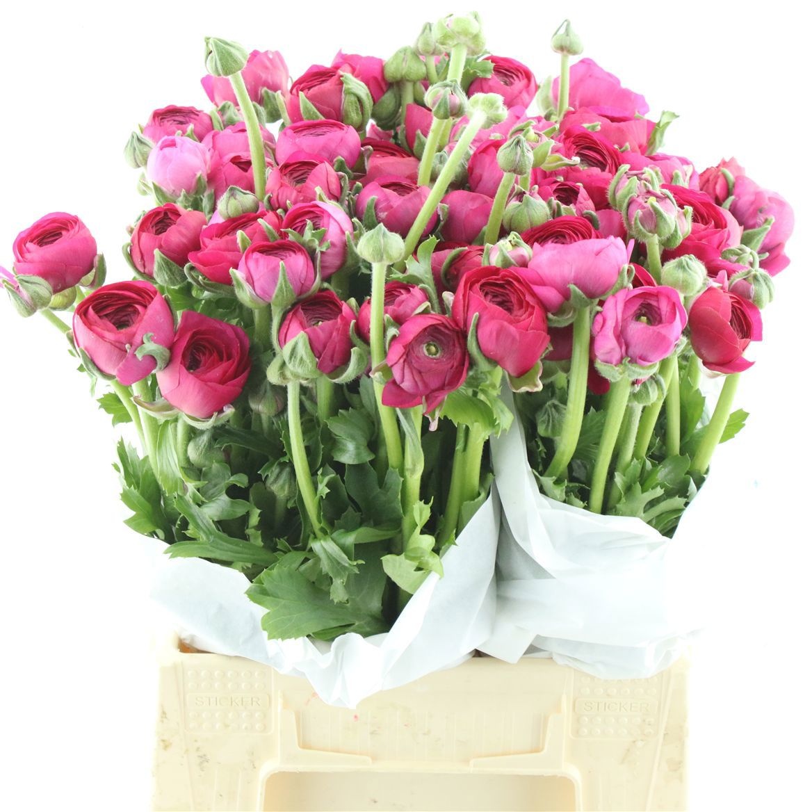 Ранункулус Саксесс Росадо 40, шт.