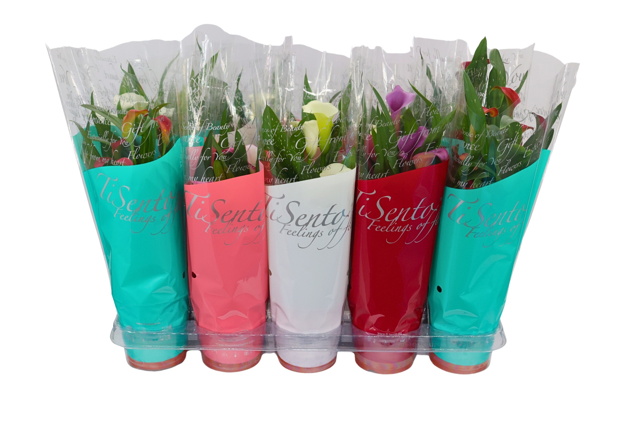 Zantedeschia (Calla) 12 cm - Mix, D 12