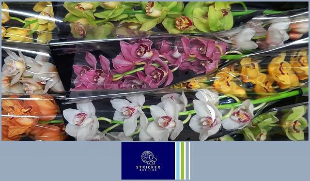 Цимбидиум Микс x9 60, шт.