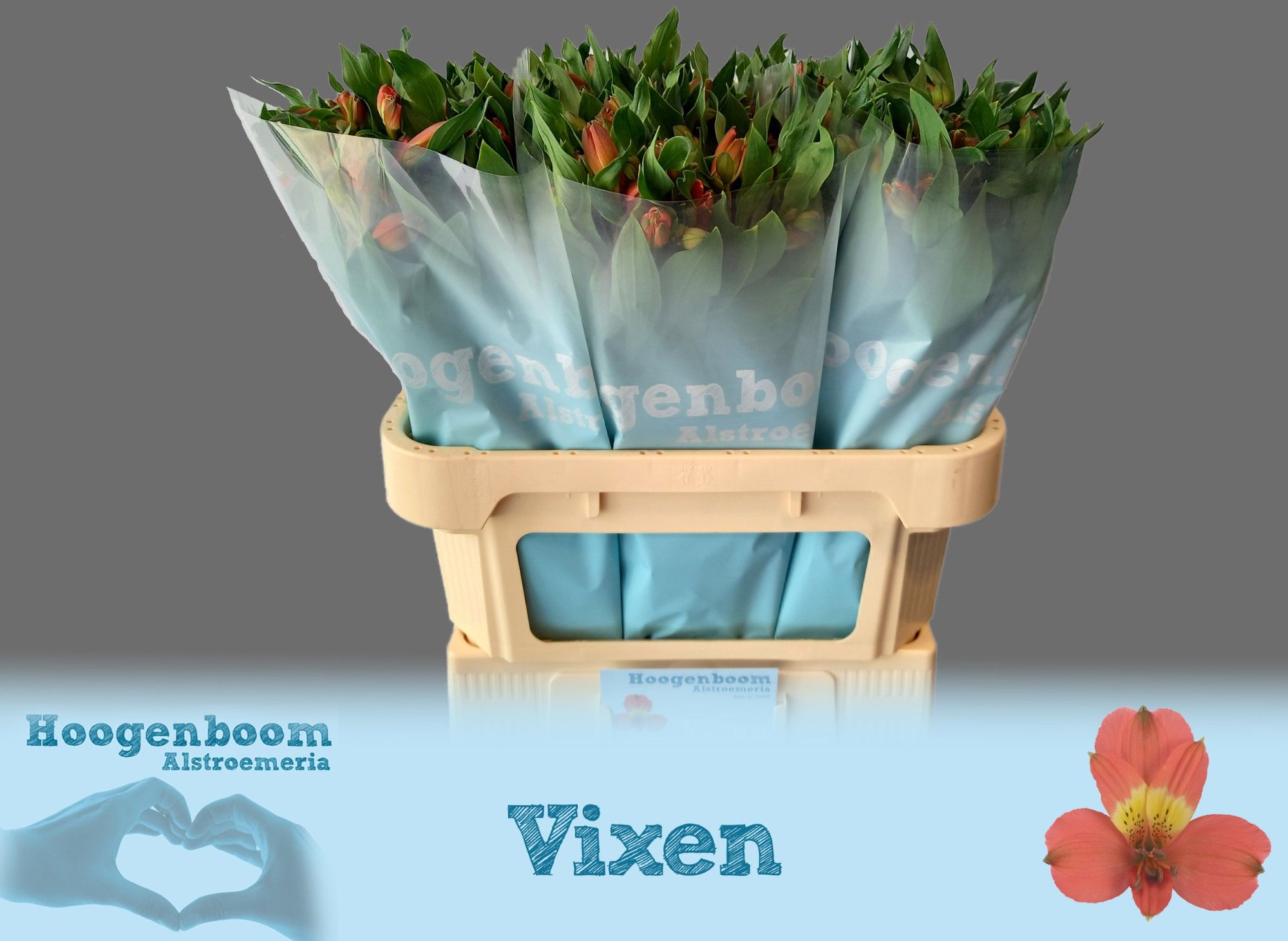 Альстромерия Виксен (оранж.), шт.