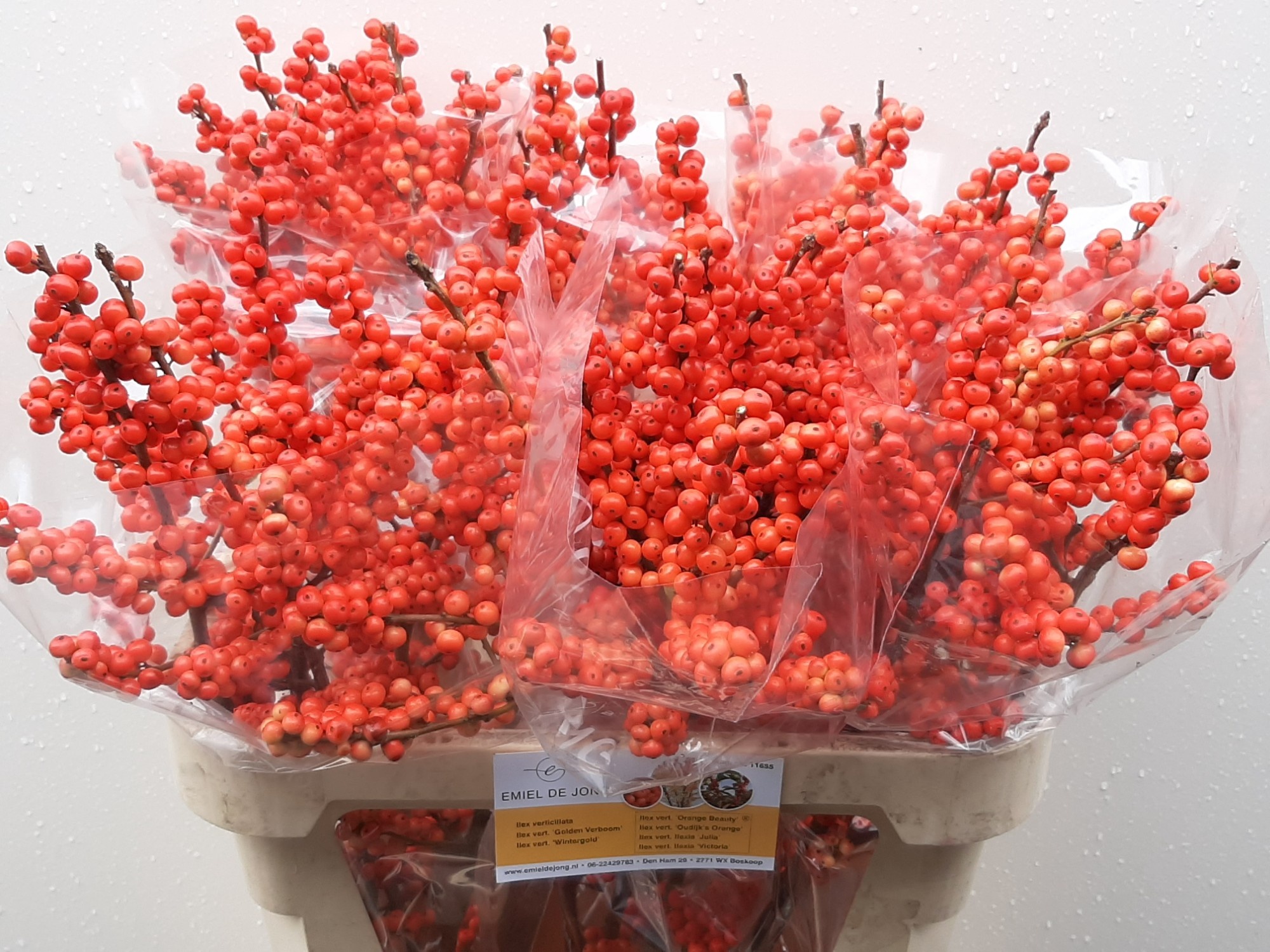 Илекс Аудайкс Оранж 80, шт.