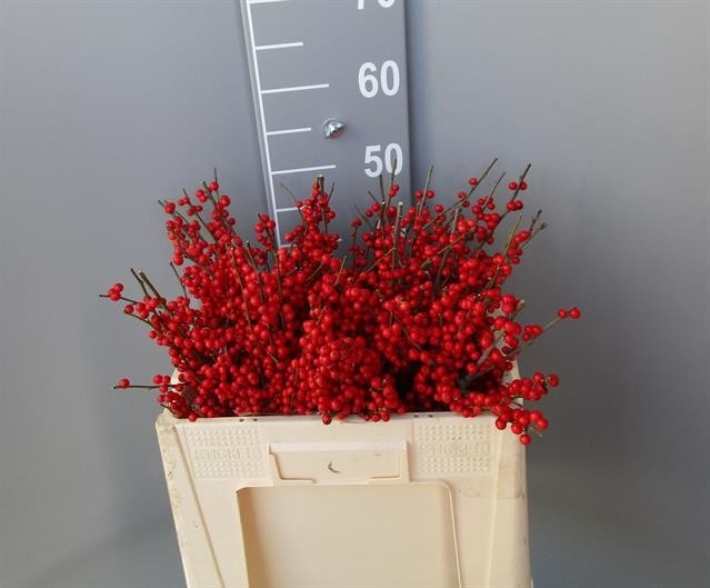 Илекс Красные ягоды 50, шт.