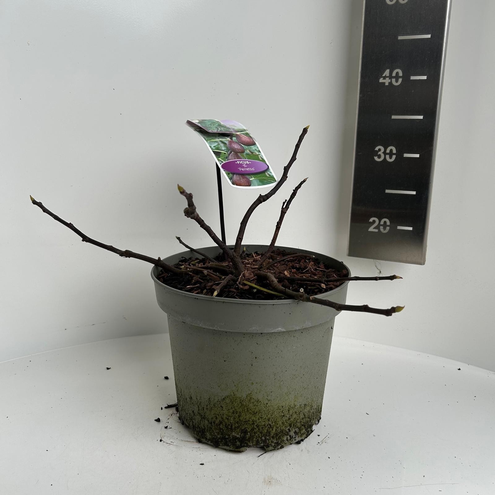 Ficus carica Perretta, D 23