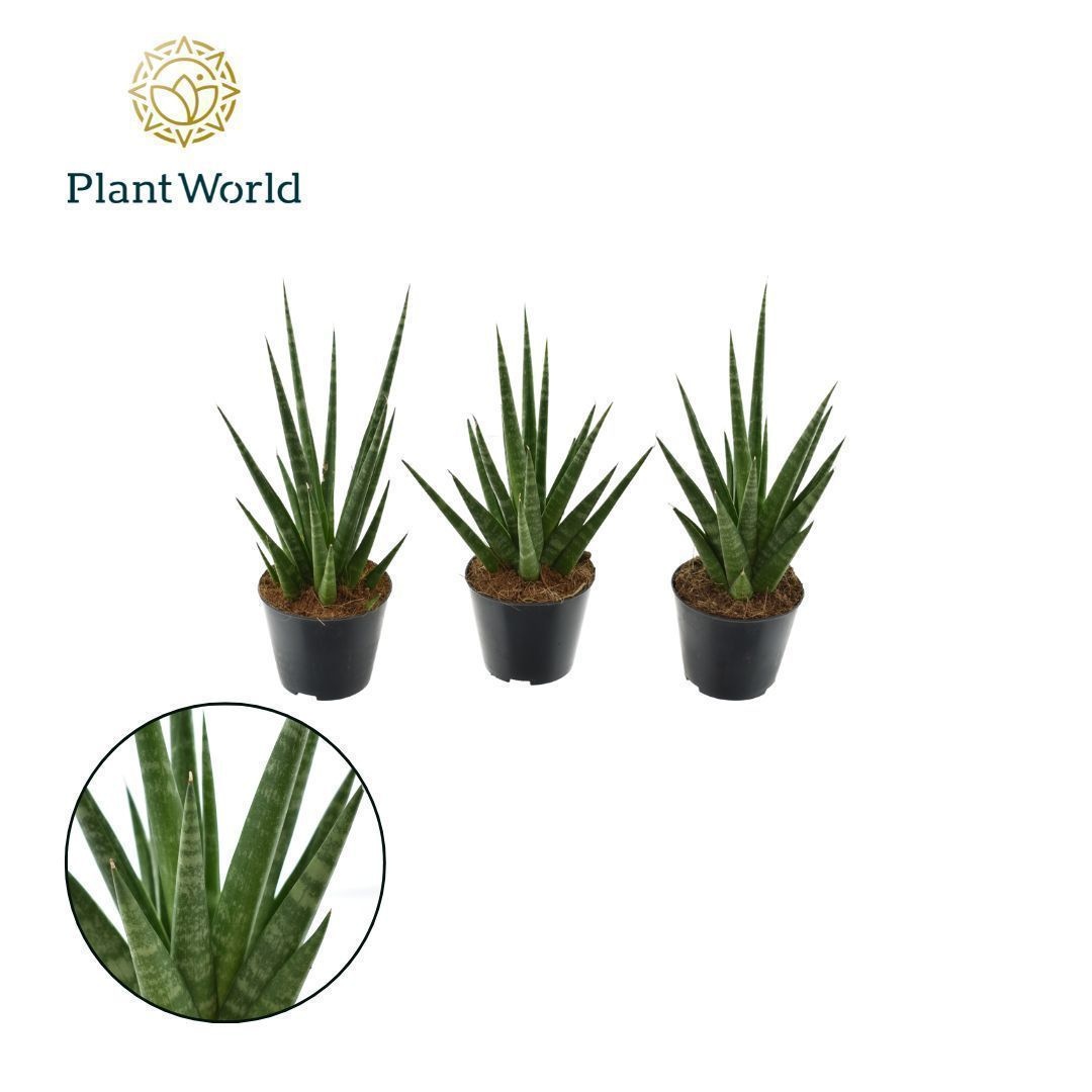 Sansevieria 'Dancing Queen', D 8,5 cm