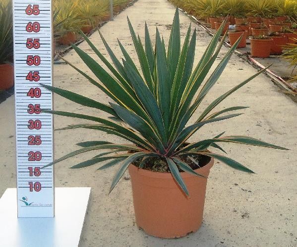 YUCCA GLORIOSA VARIEGATA C-10L, D 25