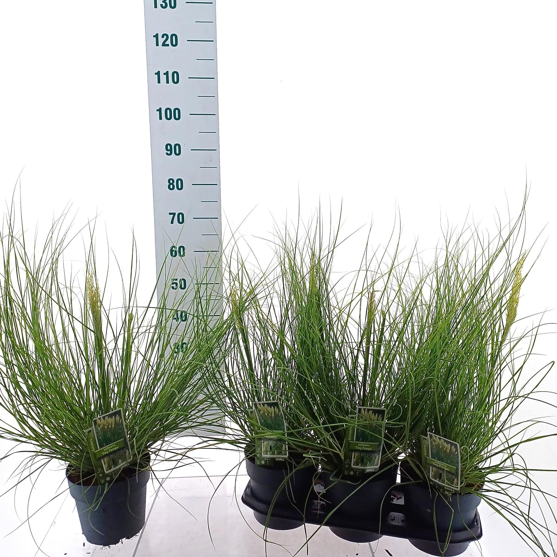 Cortaderia selloana Tiny Pampa (‘Day1’PBR), D 19 cm