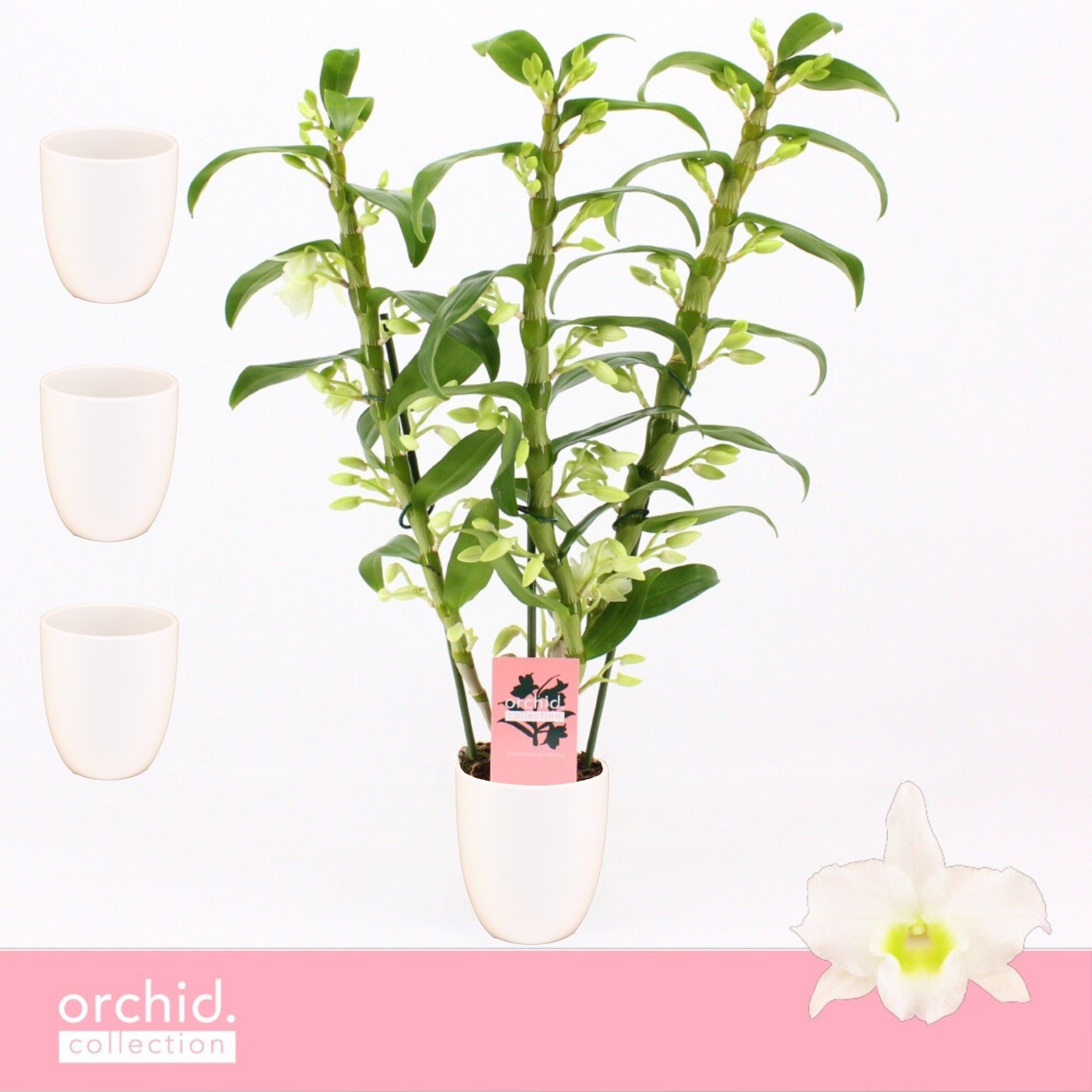 Dendrobium Nobilé, Apollon 3-spike in Lotte White 'Orchid Collection', D 12 cm