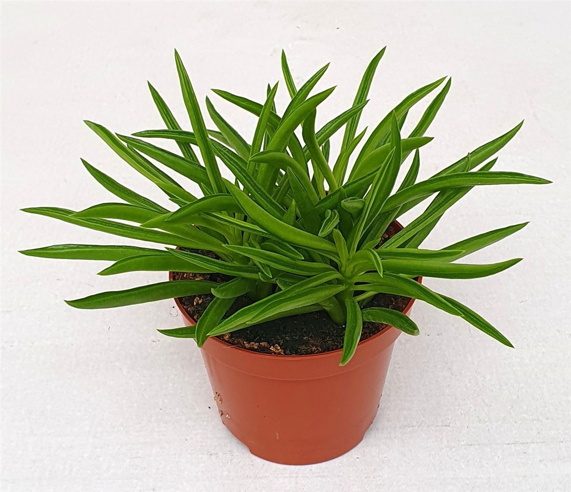 Peperomia 'Nevada', D 9