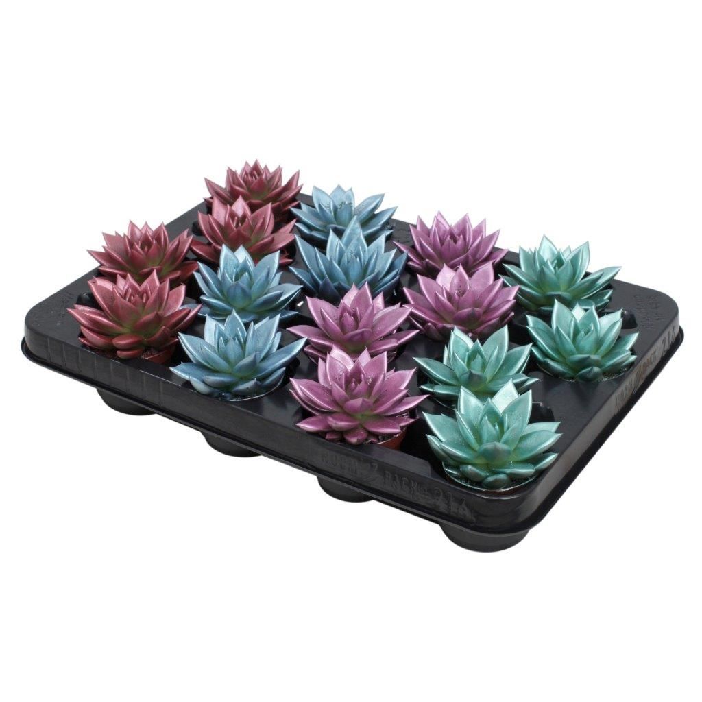 Miranda coloured metallic mix, D 6