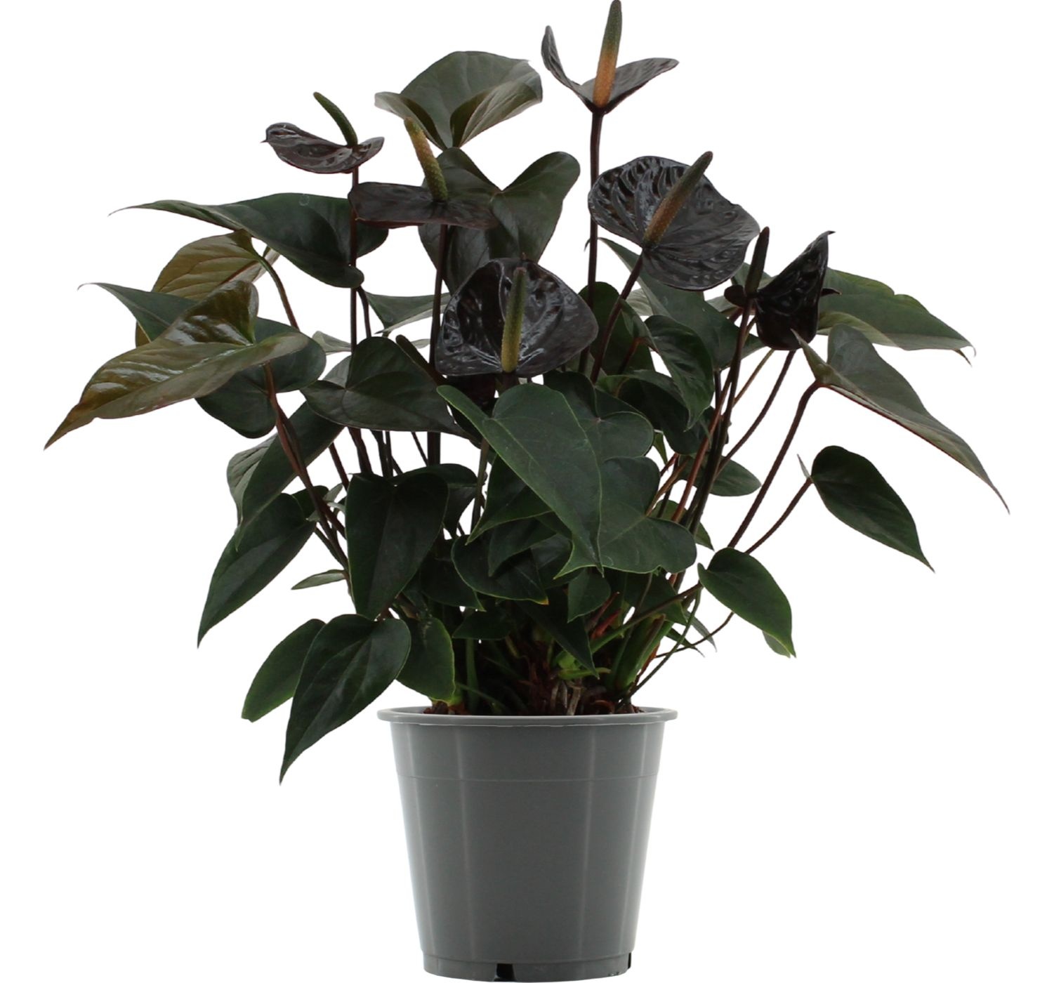 Anthurium Black Love in transparant sleeve, D 12 cm
