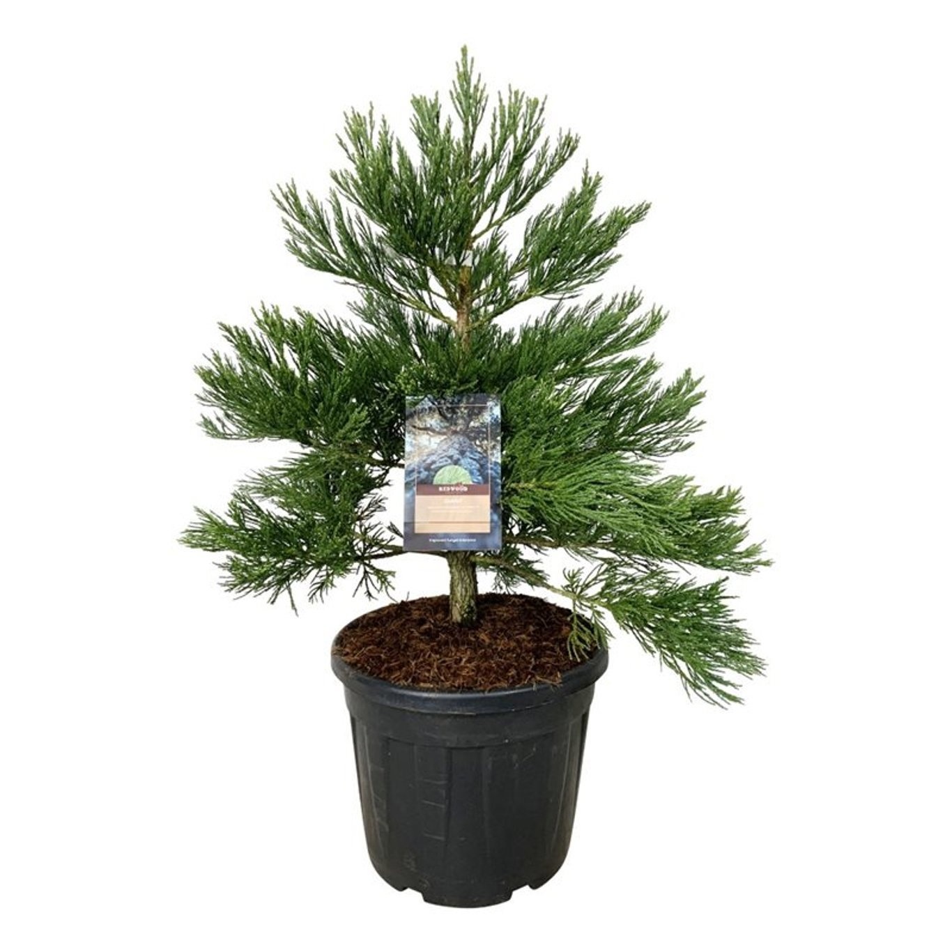 Sequoiadendron g. 'H. Mammoth Two', D 50