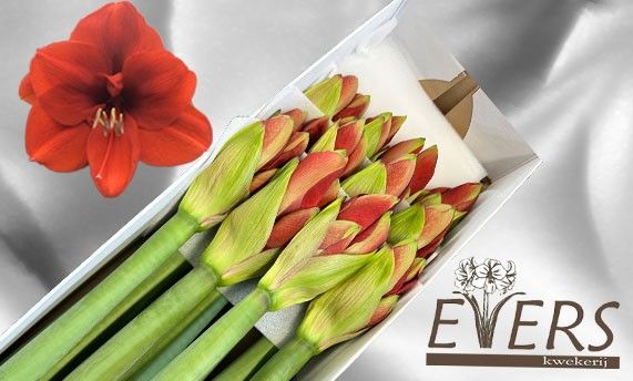 Амарилис Феррари (красн.) x12, шт.