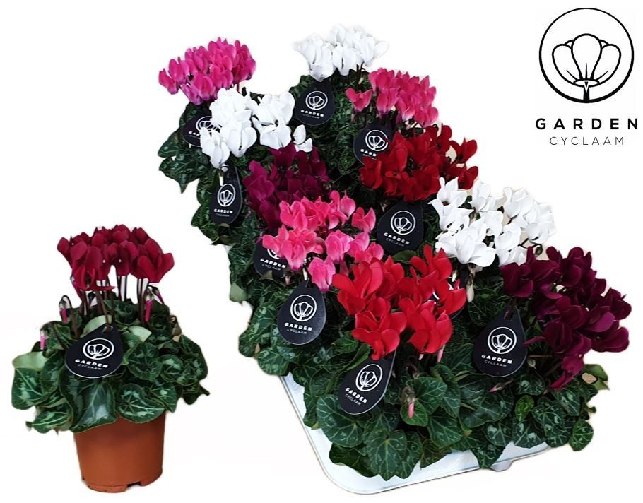 Cyclamen GARDEN MIX10GTS, D 10,5