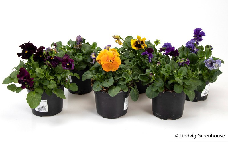 VIOLA HYBRID 'FRIZZLE', D 12