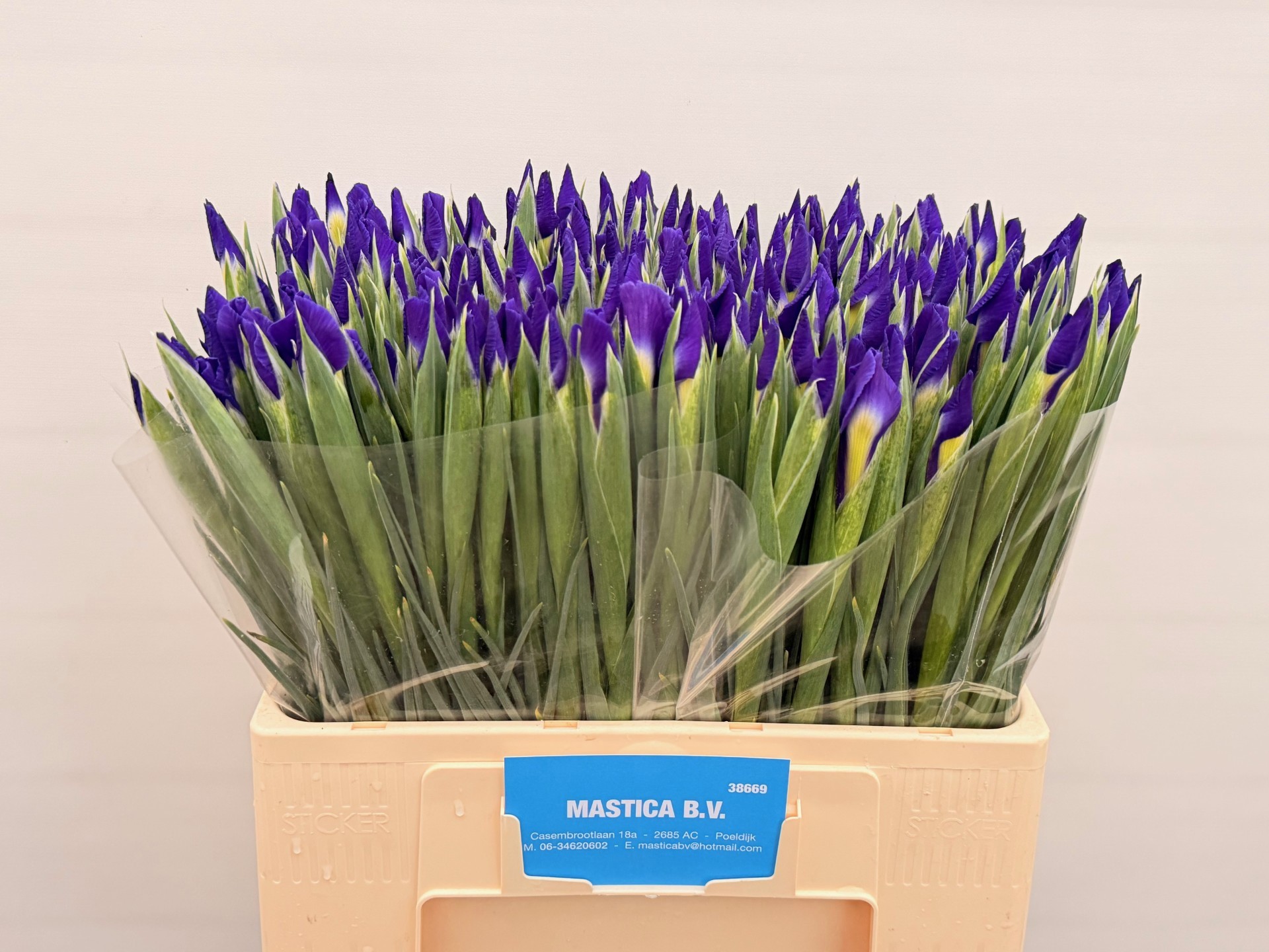 Ирис Блю Мэджик (син.), шт.