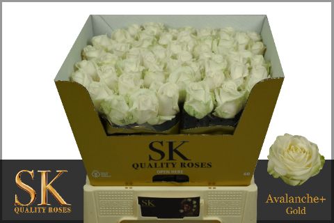 Роза од. Аваланш+ 60, шт.