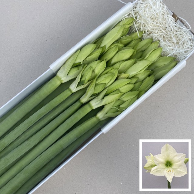 Амарилис Касабланка (бел.) x15, шт.