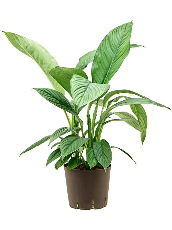 Spathiphyllum 'Sensation', D 22 cm