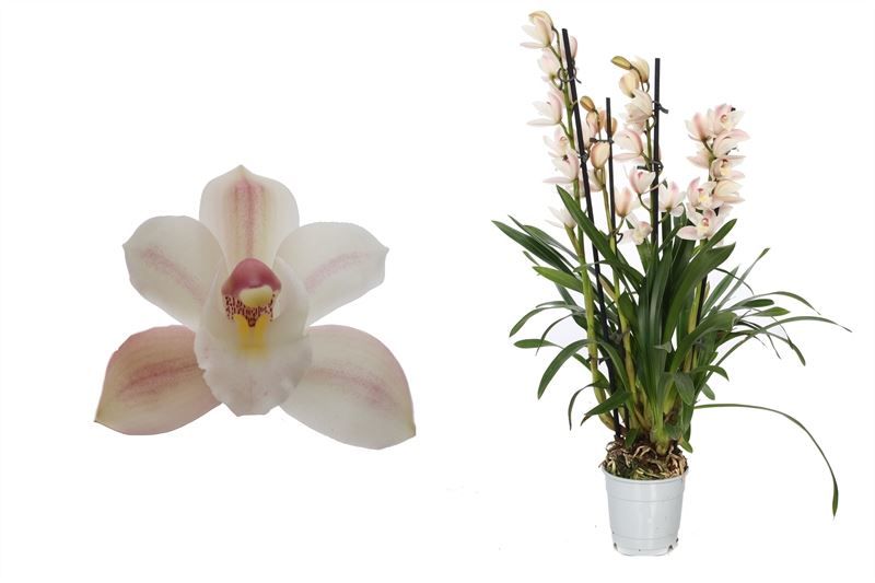 Cymbidium p12 Yuki 4T20+, D 12