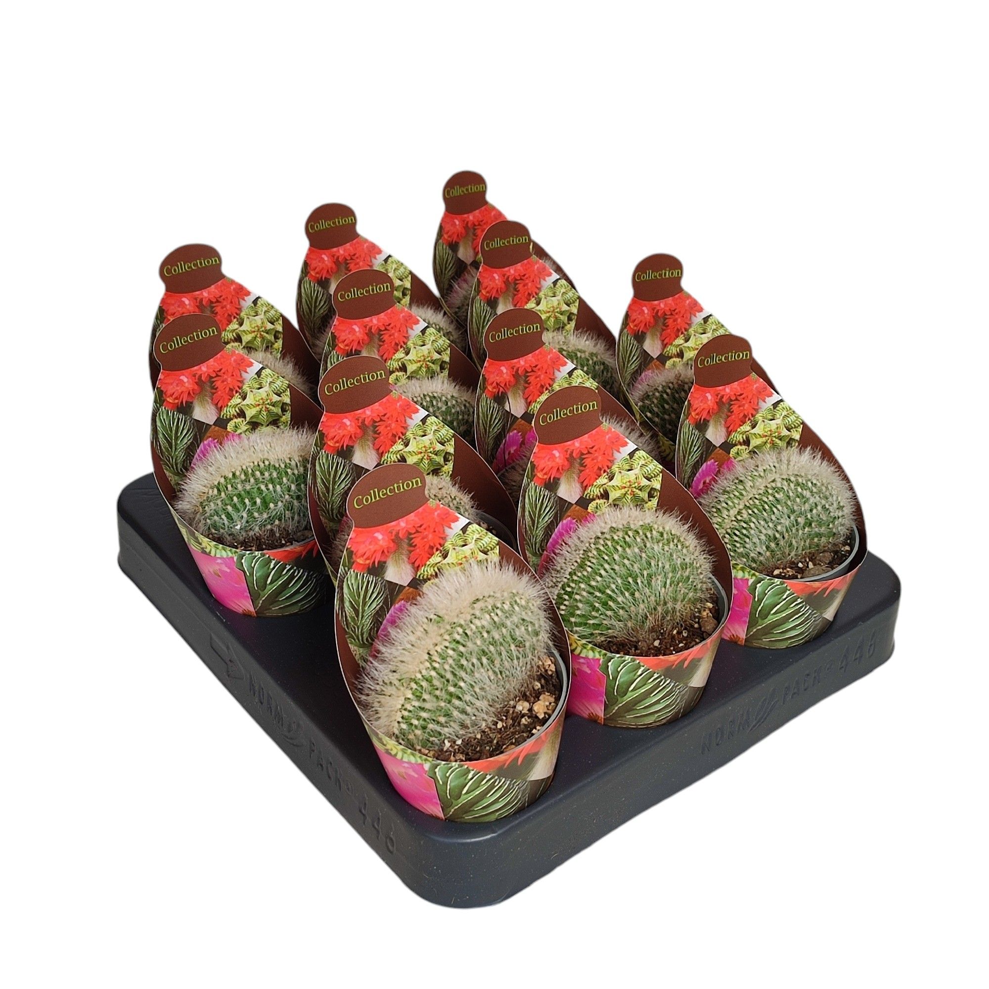 CLEISTOCACTUS STRAUSII CRESTATO - POT Ø 6,5 - COLLECTION WITH POTCOVER (CACTUS), D 6,5