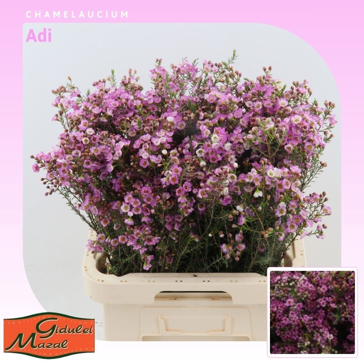 Шамелациум Ади 70 (роз.), шт.