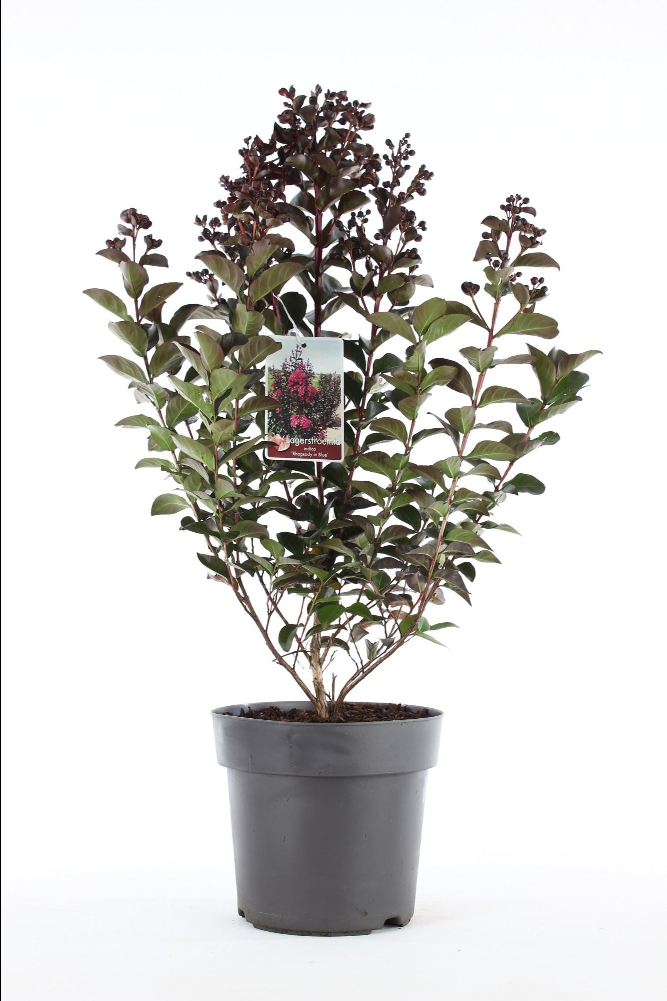 Lagerstroemia 'Rhapsody in blue' P21/C4.6, D 21