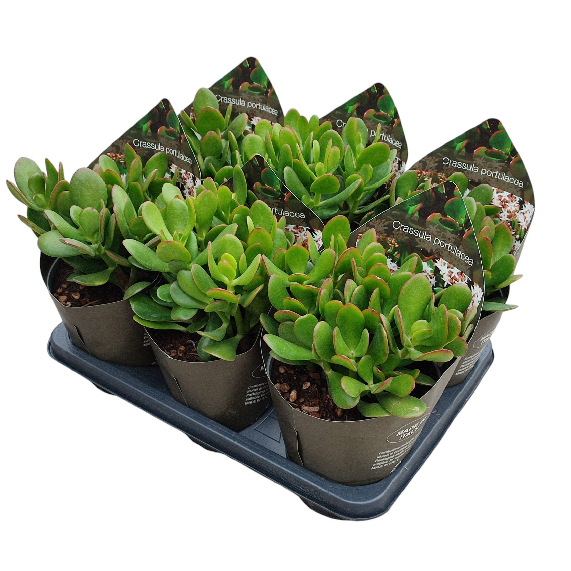 CRASSULA PORTULACEA - POT Ø 14 WITH POTCOVER (SUCCULENTEN), D 14