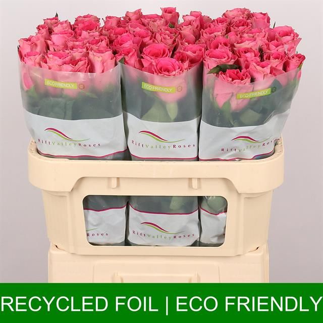 Роза од. Вотергейм 70, шт.