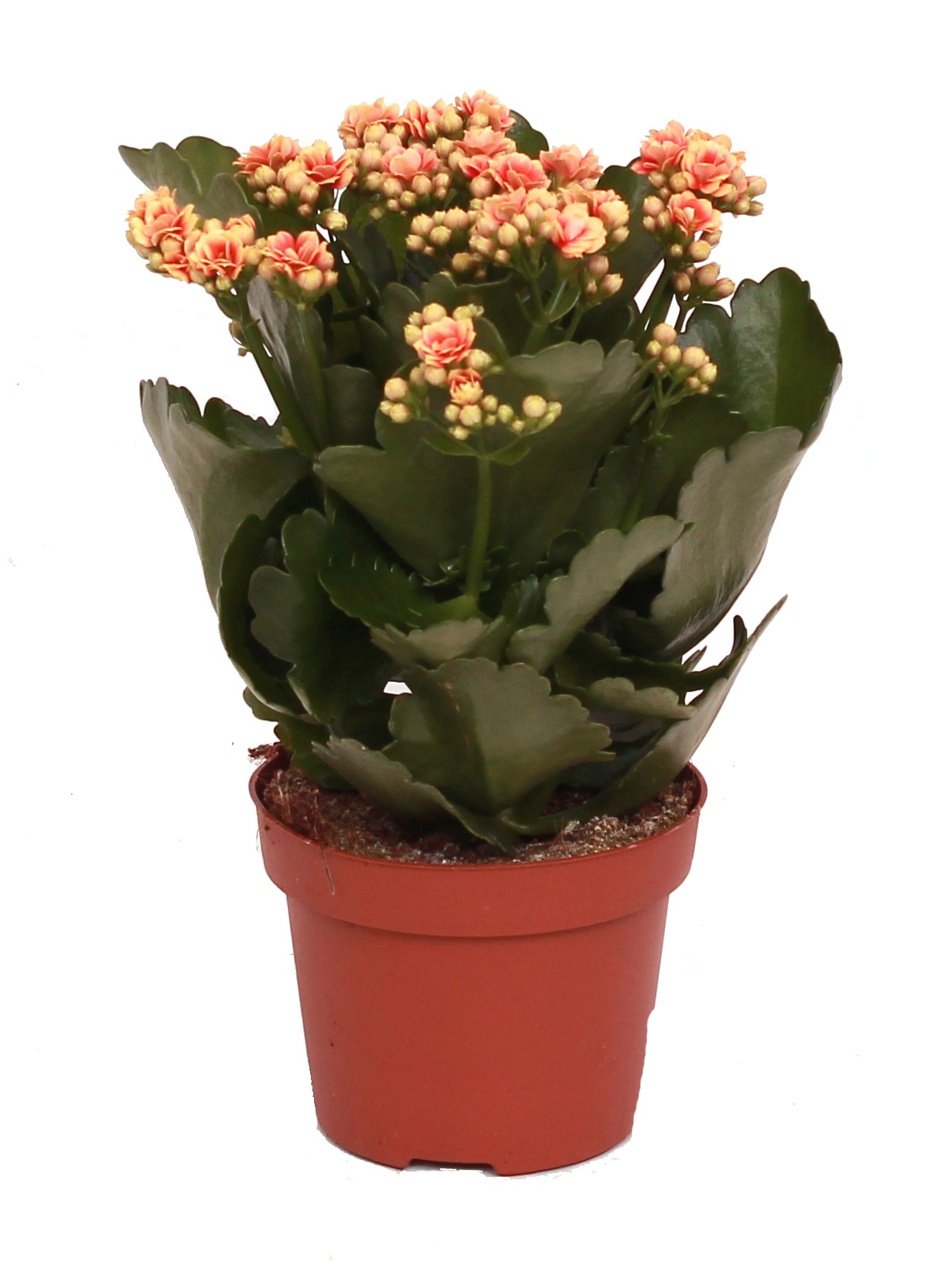 Kalanchoe Rosalina 12cm Don Feliz, geelrood, Zonder hoes, D 12