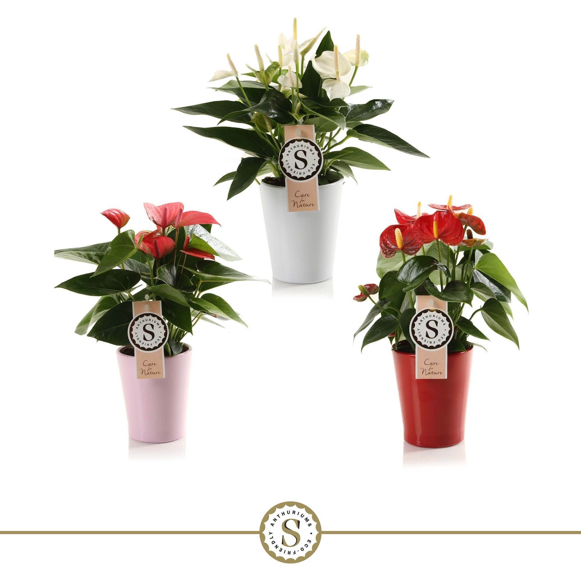 Anthurium Top mix 9cm in Paris keramiek., D 9