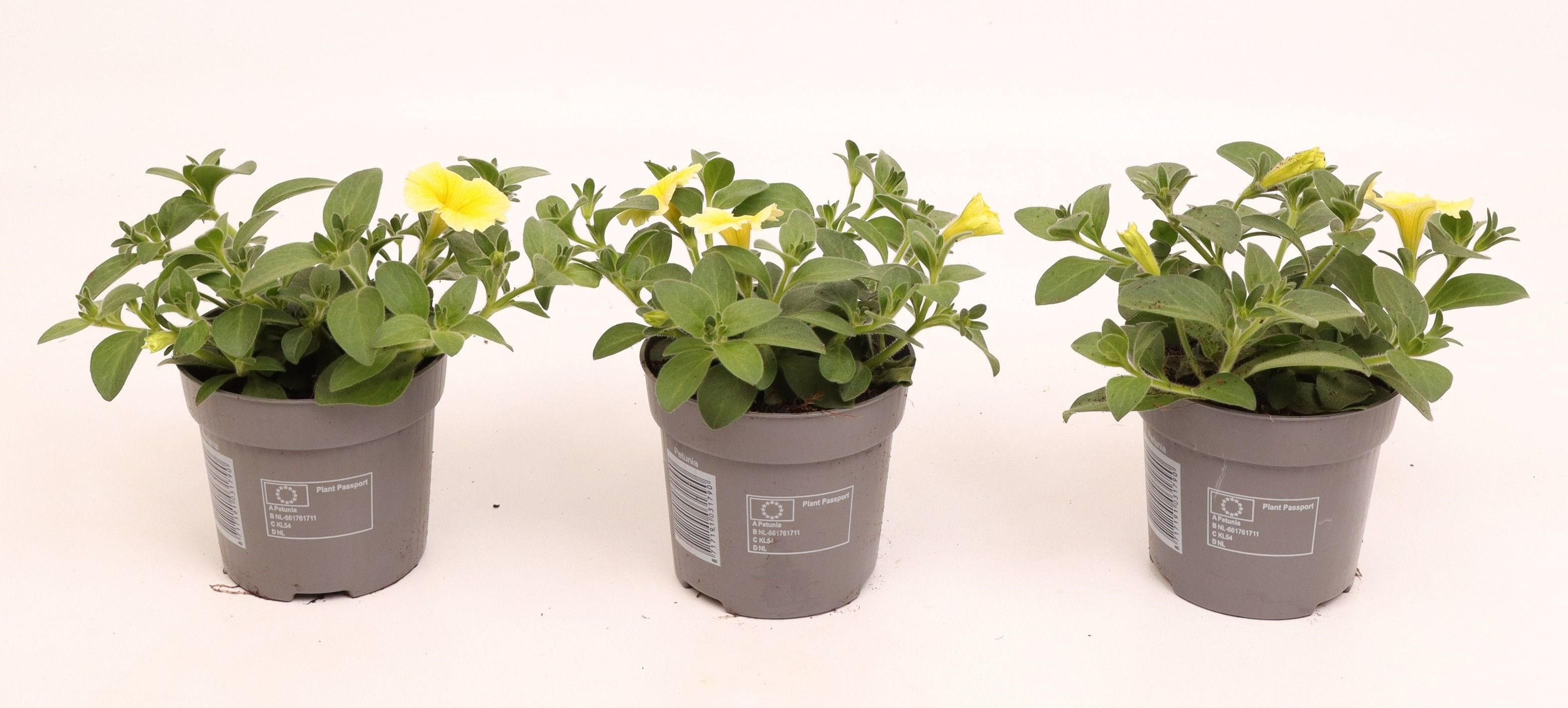 Petunia Bee's Knees Yellow, D 10,5