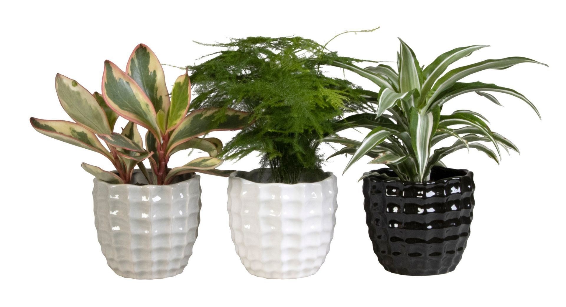 L 65438 with Green Mix 12 cm, D 12