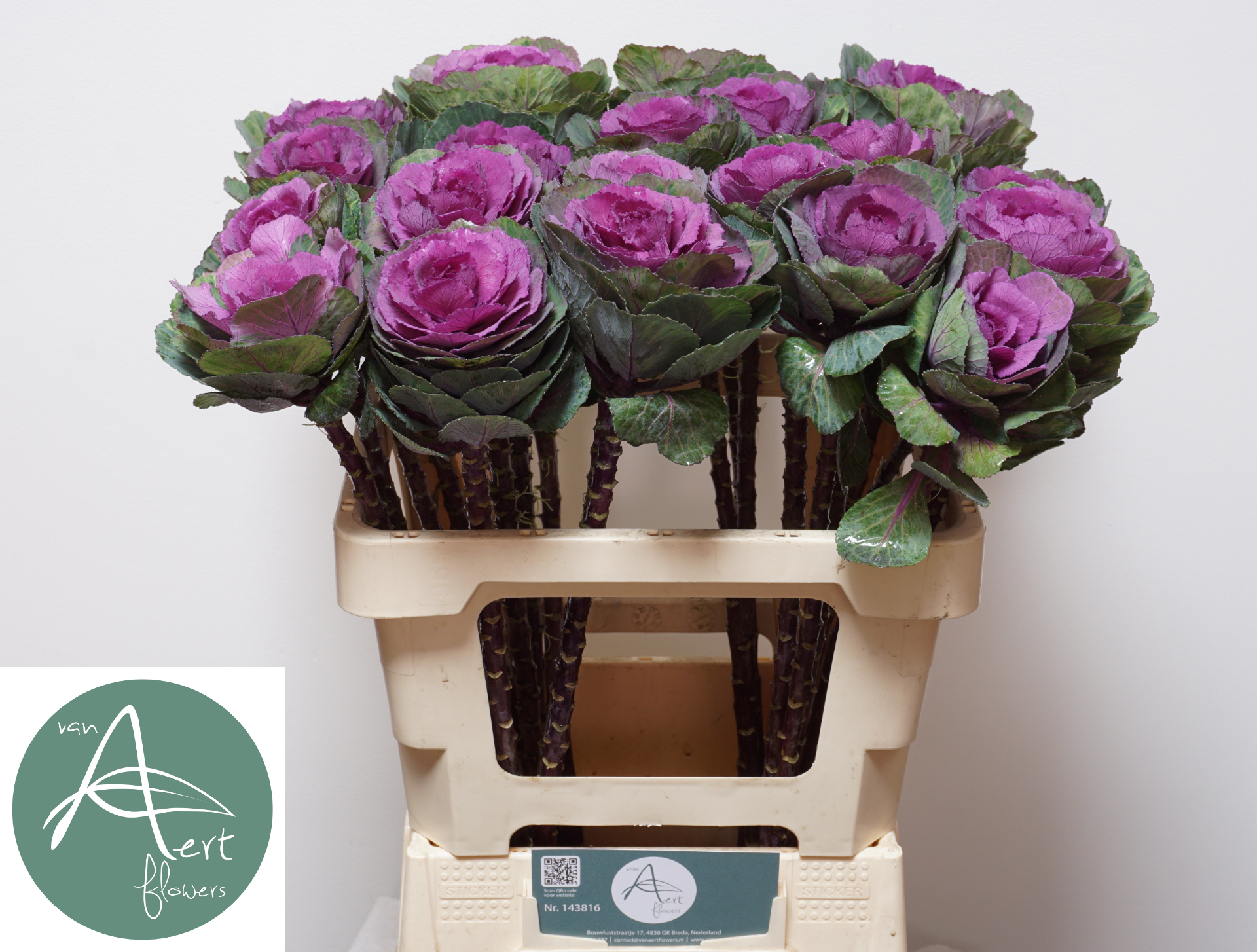 Брассика Рэд Крэйн 60, шт.