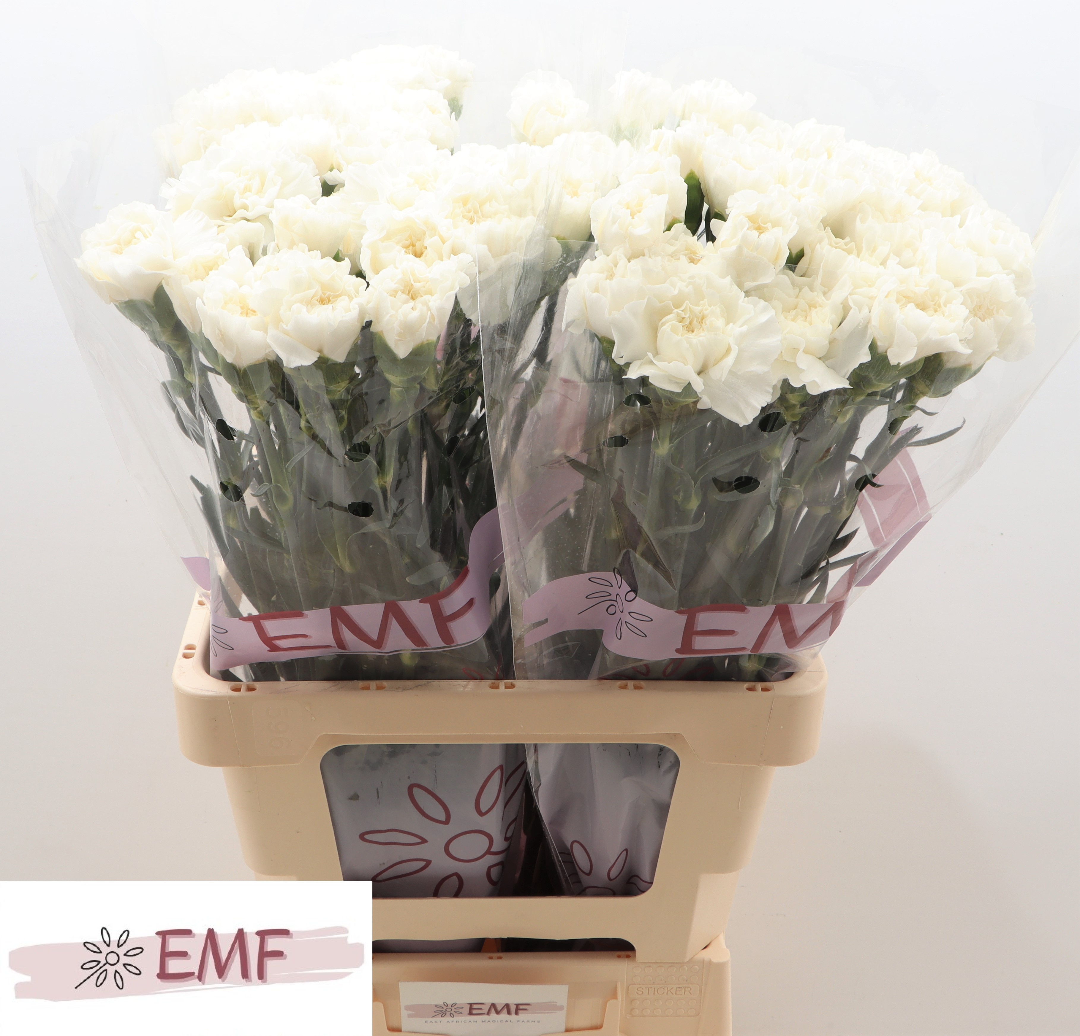 Диантус од. Эверест, шт.