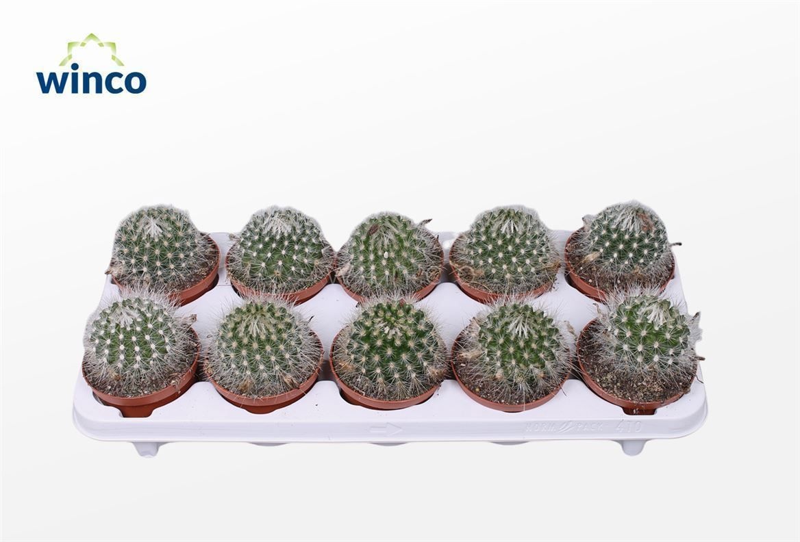 Parodia Sucineus 'albispinus', D 10,5