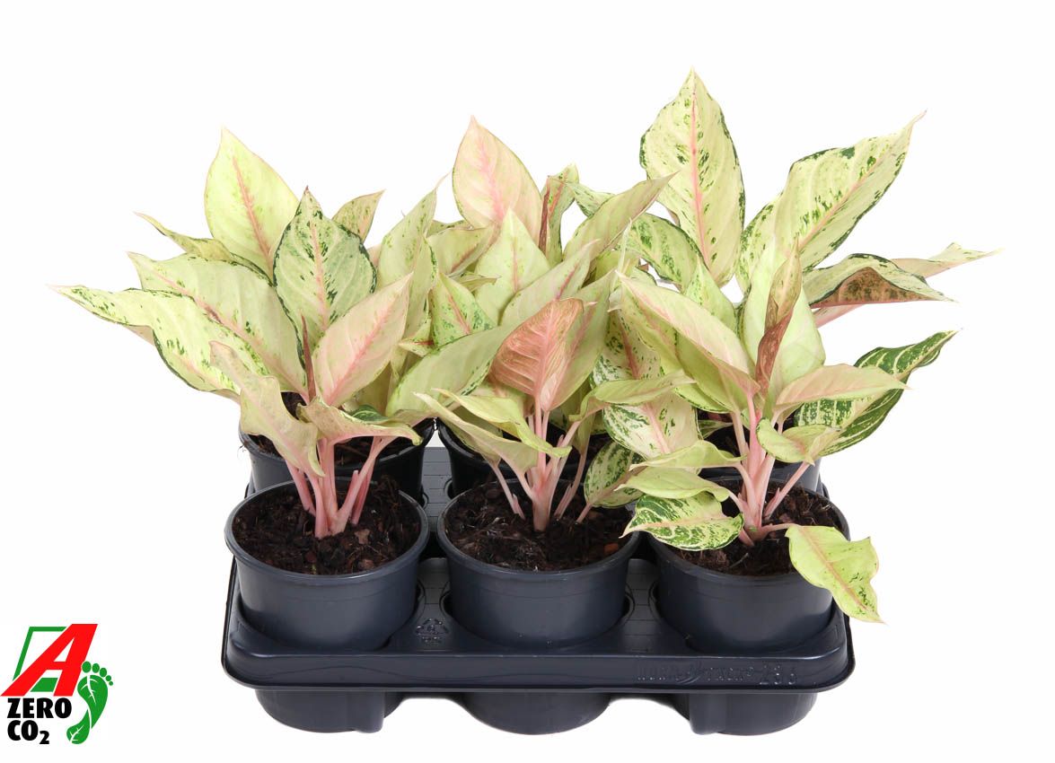Aglaonema Lucky, D 13