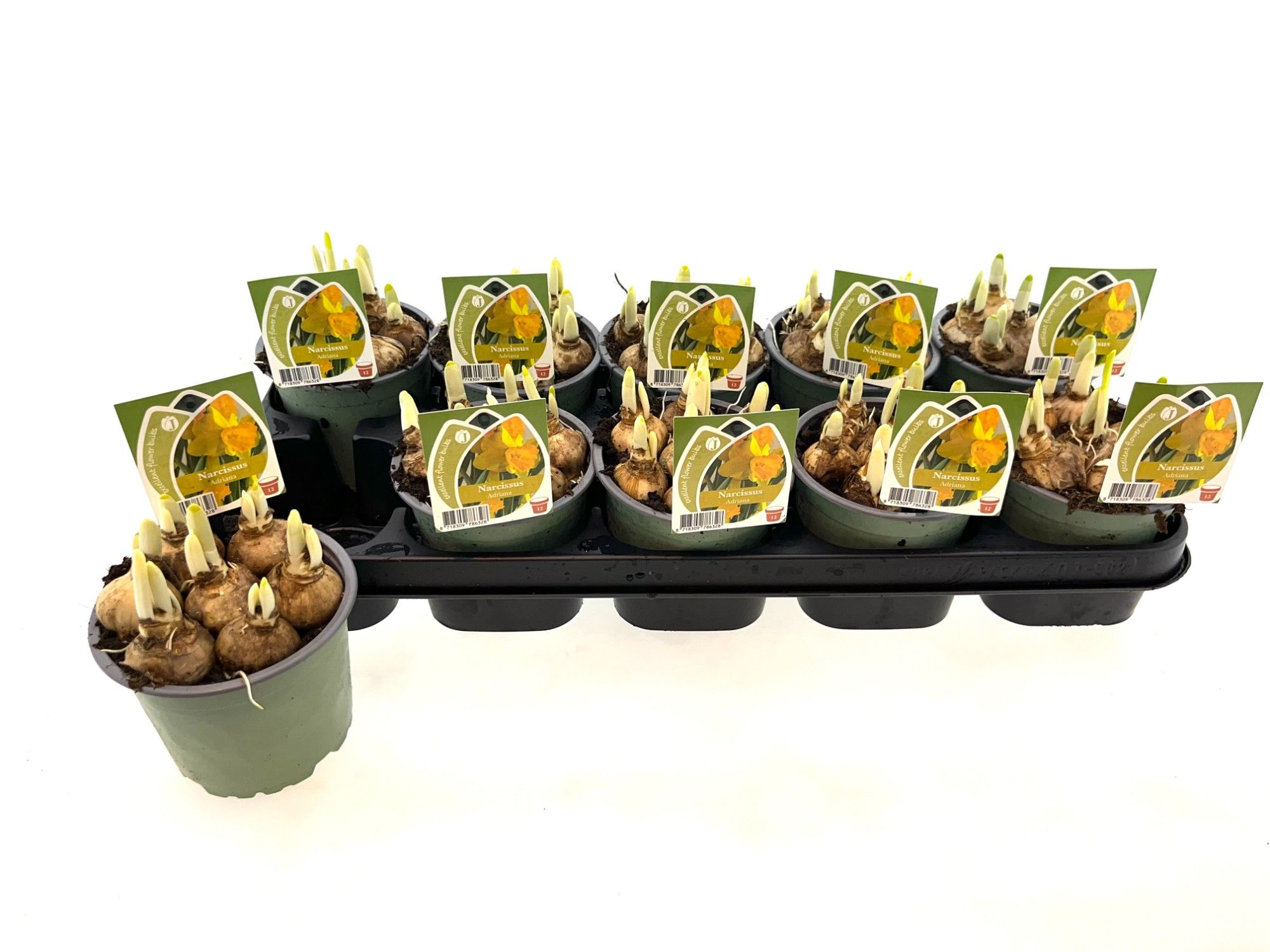 Narcis Adriana 12 cm, D 12