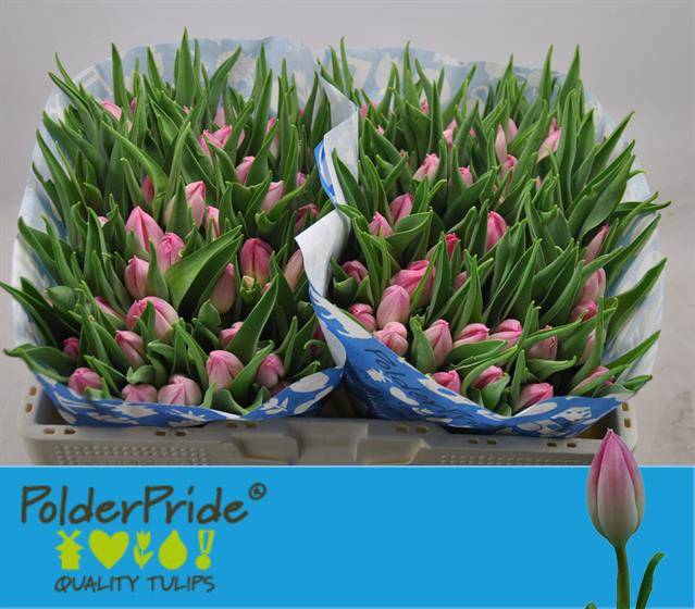 Тюльпан од. Болроял Пинк (розово-бел.), шт.