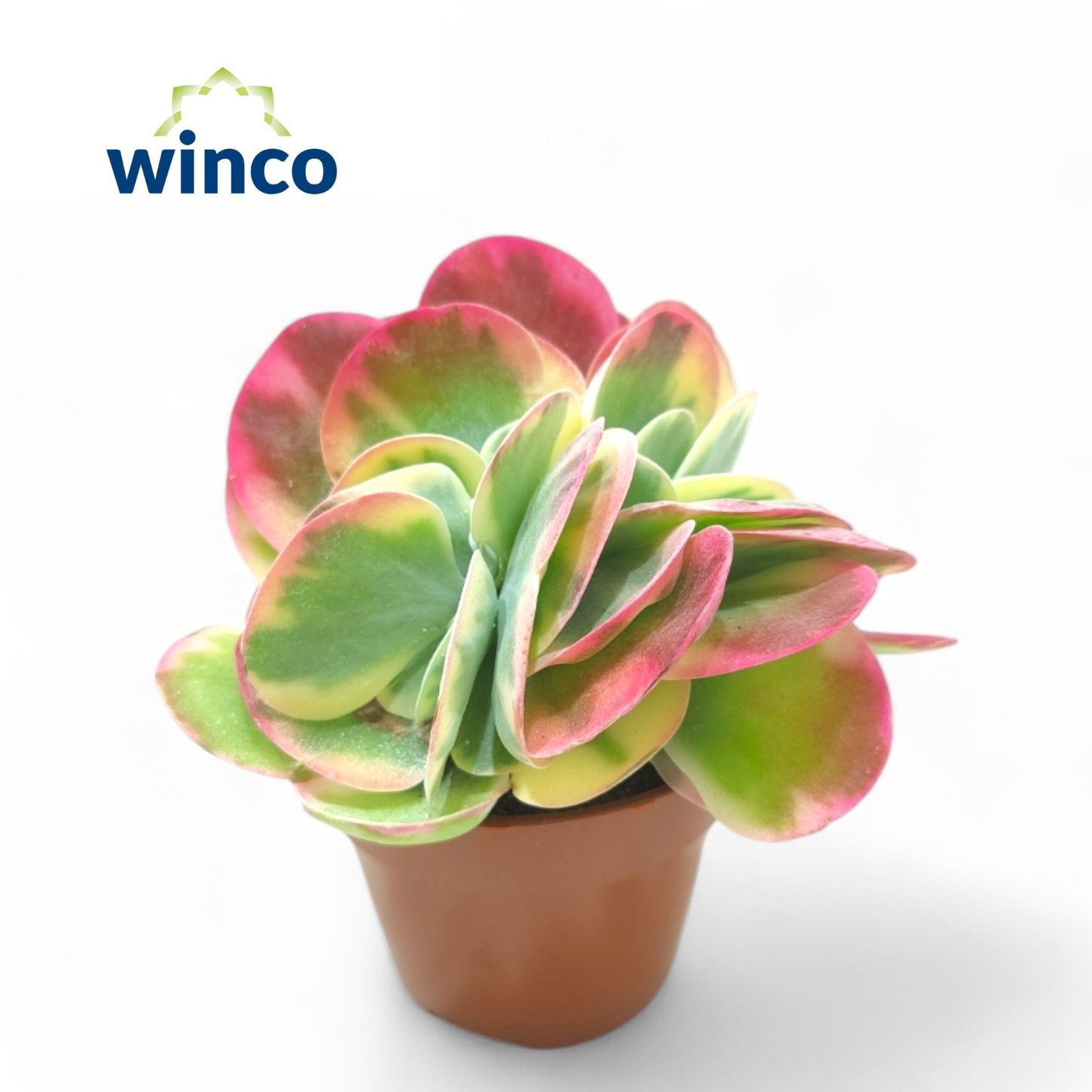 Kalanchoe Thyrsiflora Variegata (Group), D 8,5 cm