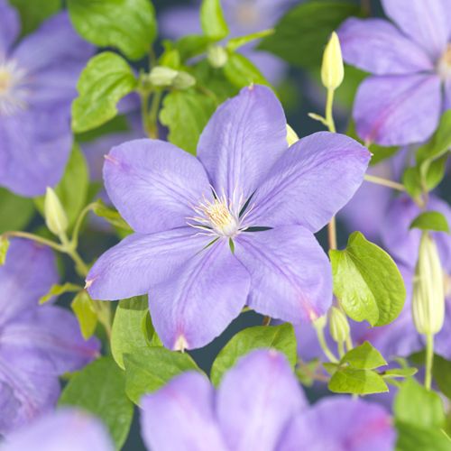 Clematis 'Mrs. Cholmondeley' +3.0 label, D 15