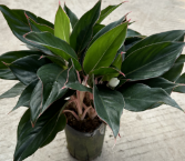 Аглаонема 140 сапфирес 15 35