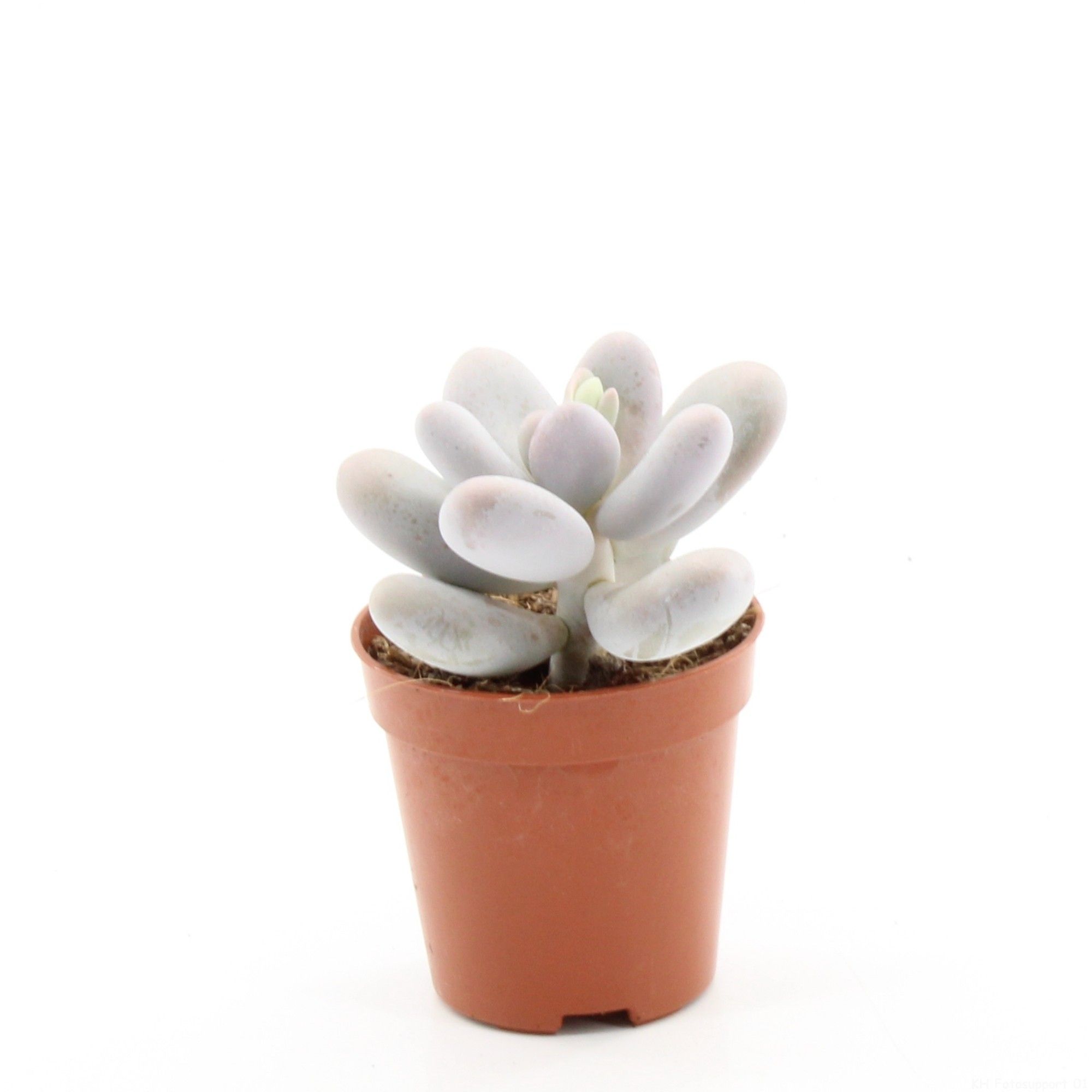 Pachyphytum oviferum p5.5, D 5,5
