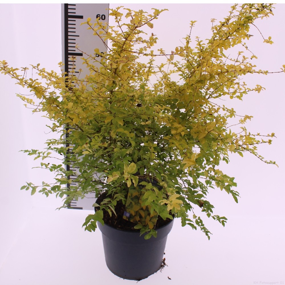 Ligustrum 'Lemon and Lime', D 23