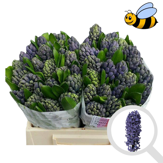 Гиацинт Делфт Блю (син.), шт.