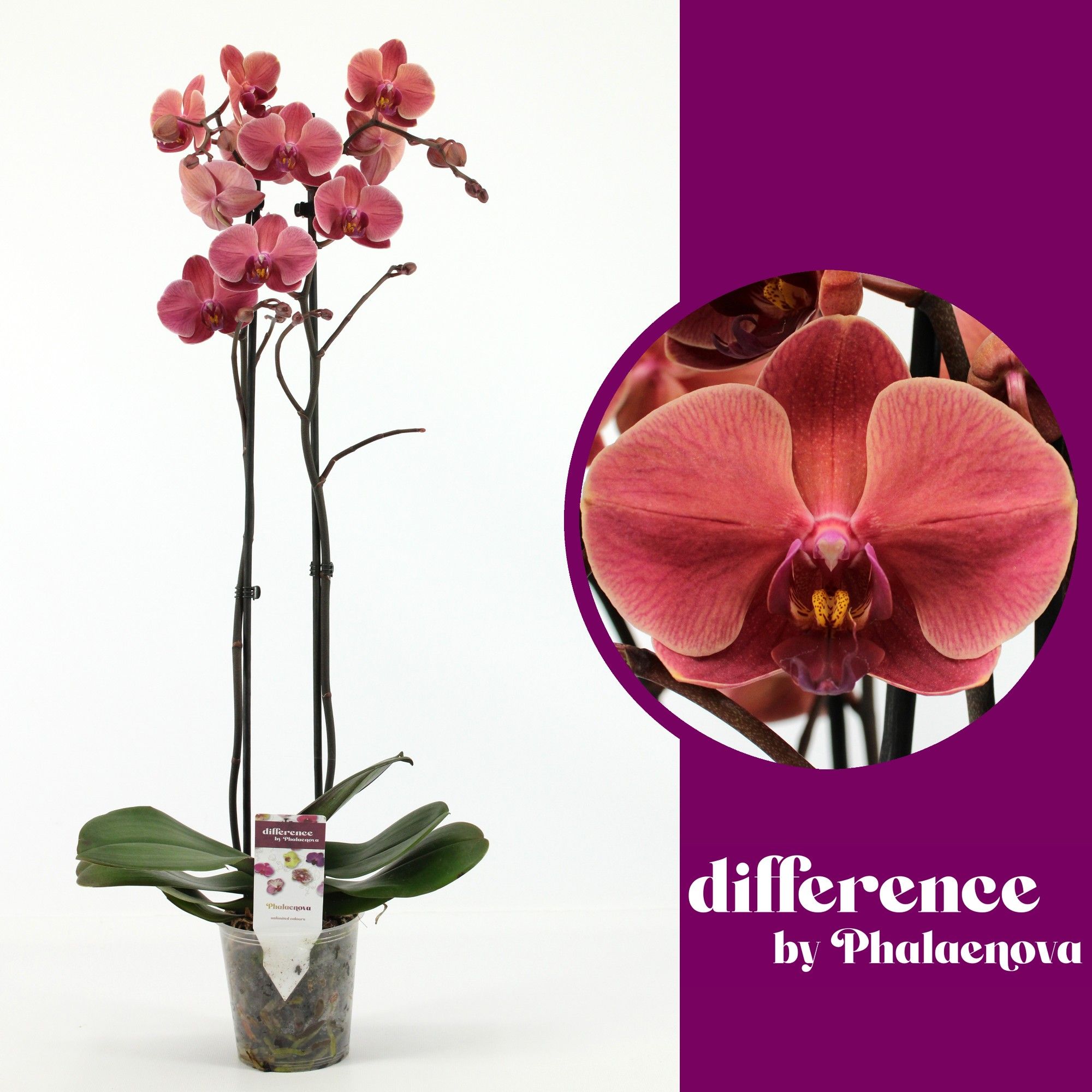 October Forest 2-tak 60cm (RIJP), D 12