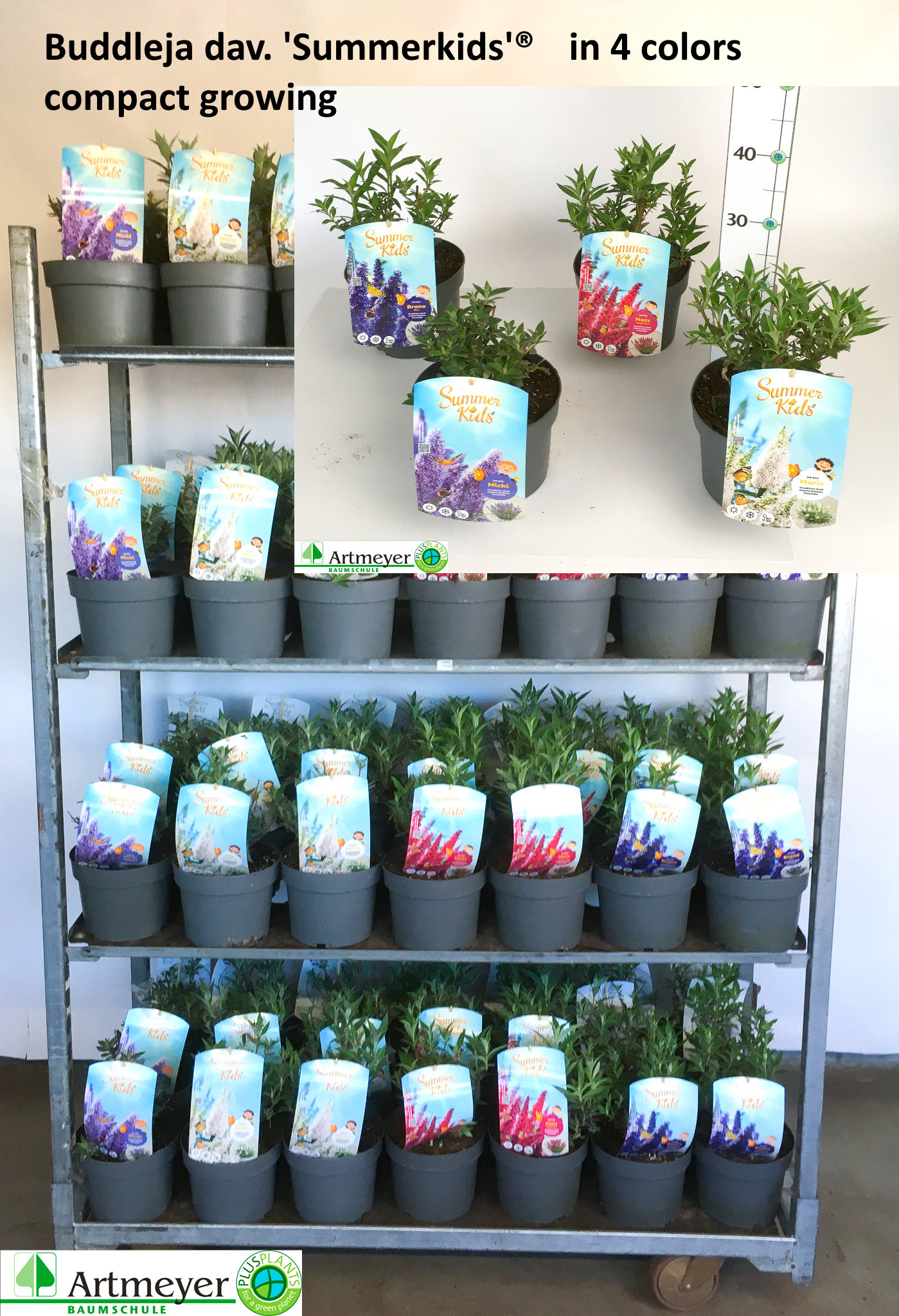 Buddleja d. Summer Kids ® T19, D 19