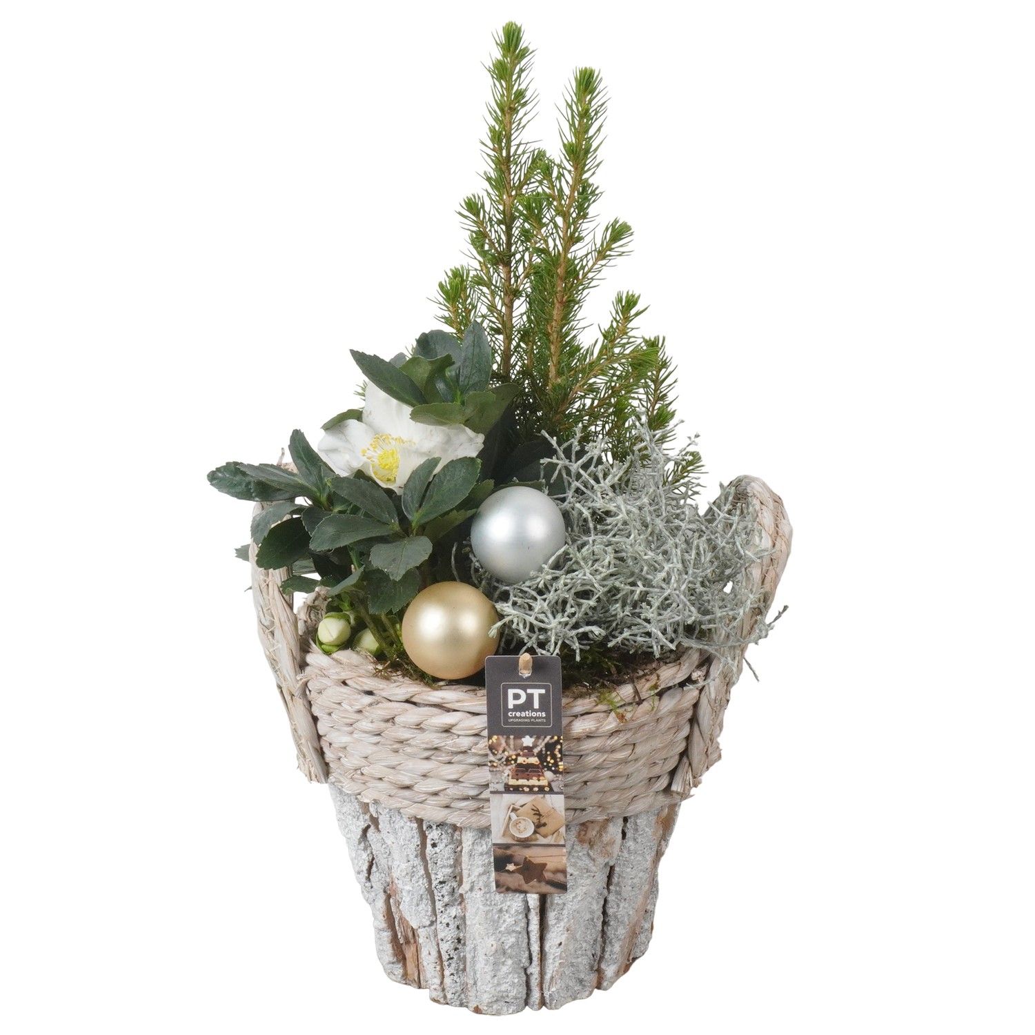 PTWO1916 Arrangement Winter Outdoor in houten bak, D 20 cm PTWO1916 Arrangement Winter Outdoor in houten bak, D 20 cm