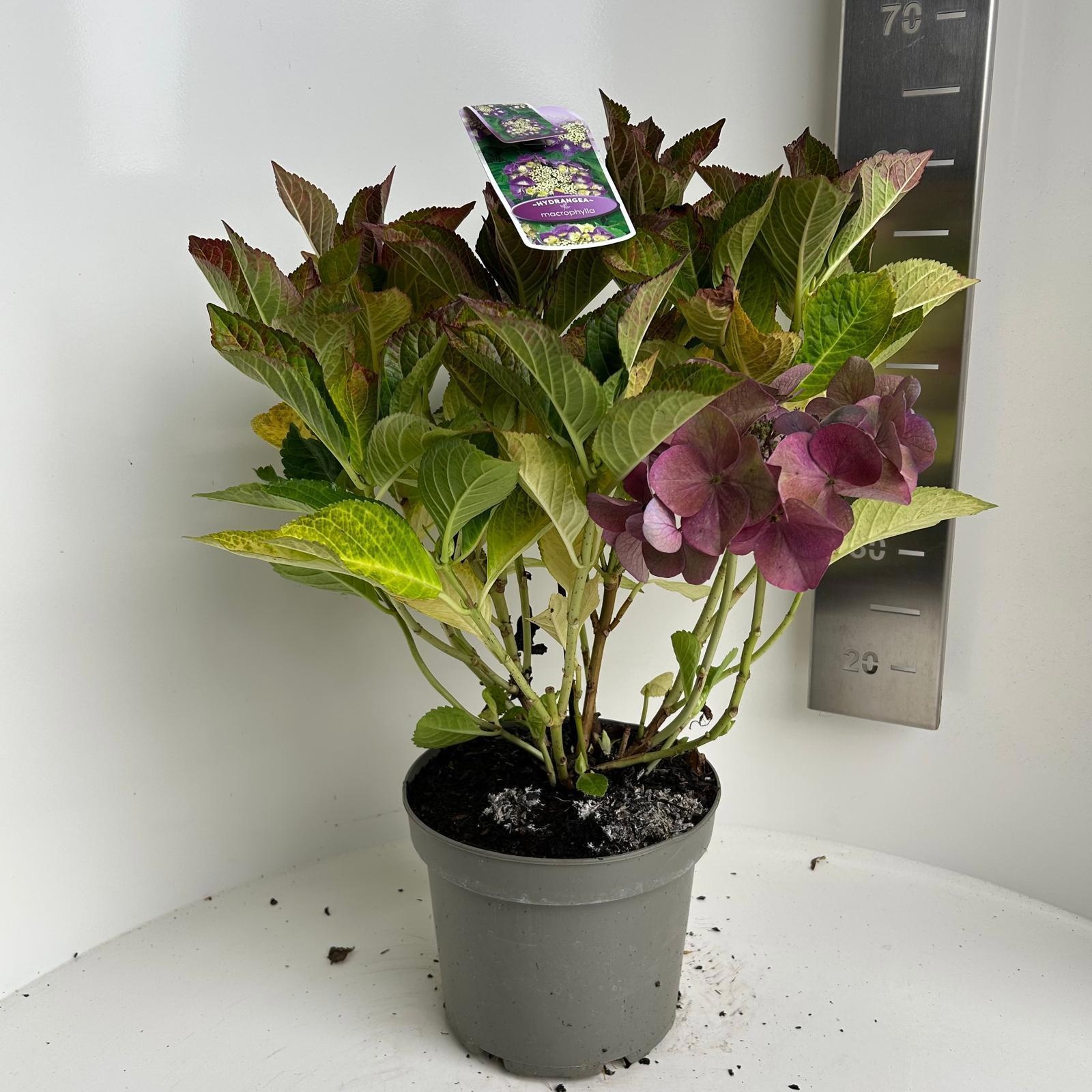 Hydrangea macr. Paars (scherm), D 23